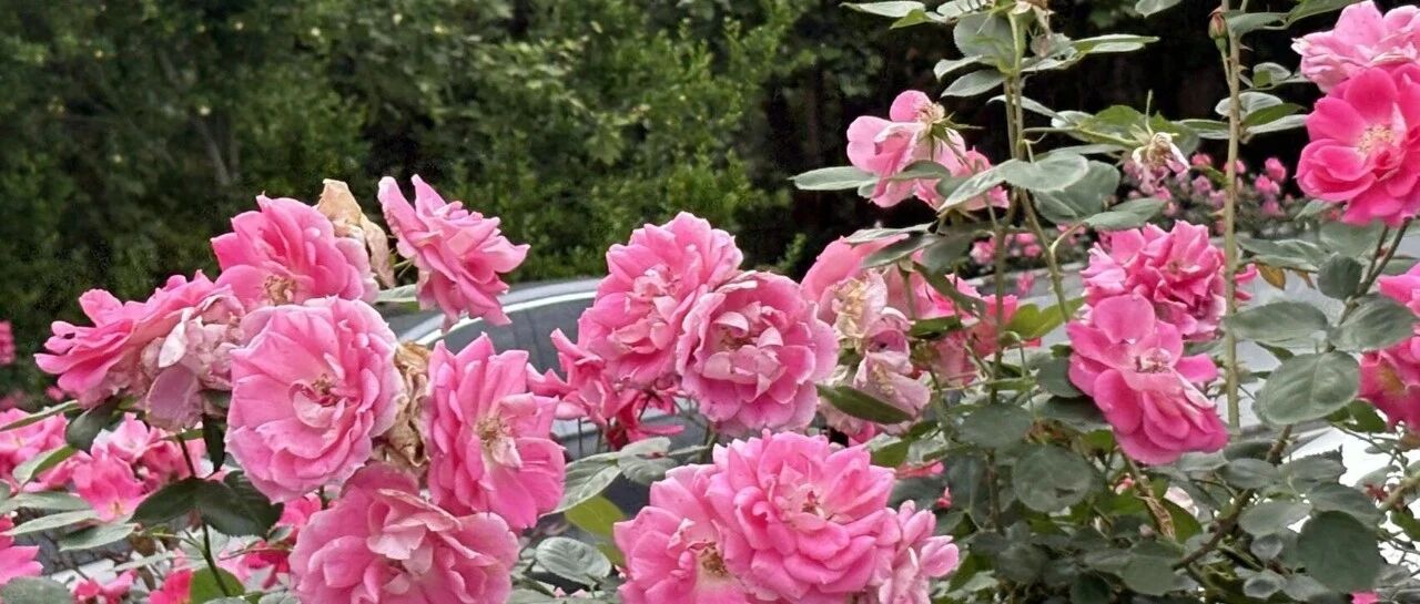 Roses, Ramblers, Peonies — The Flowers on the Elevated Highway Are Not Easy to Identify
